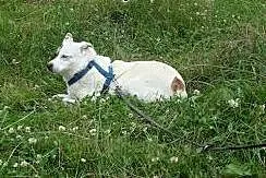 Sunia Tola szuka dobrego i bezpiecznego domu,  maz
