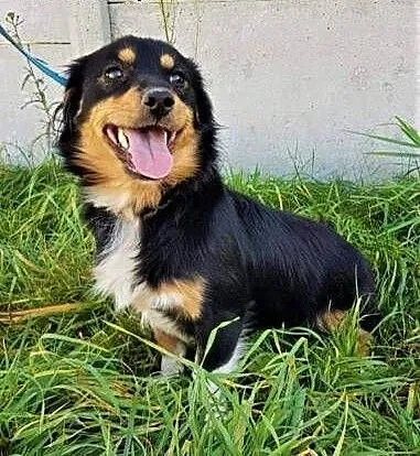 WIRUS - mały, wesoły, spragniony miłości psiak; do adopcji, małopolskie Kraków, Małopolskie, Kraków