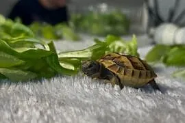 Żółwie lądowe na sprzedaż
