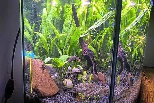 Akwarium 100 l, Łódzkie, Szczerców