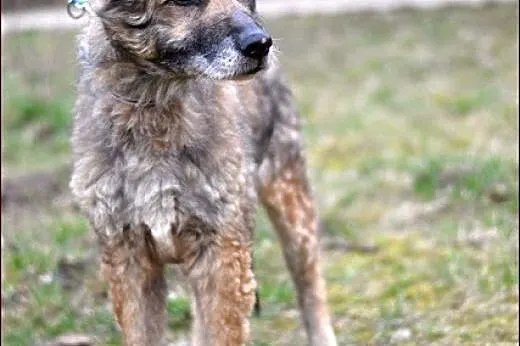 Skwarek - niechaj Was wzruszy jego los...,  warmiń