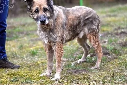 Skwarek - niechaj Was wzruszy jego los...,  warmiń