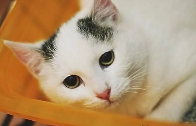 Neli i Meki - kto je pokocha?