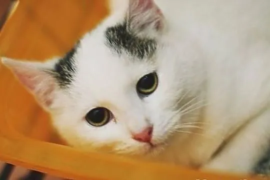 Neli i Meki - kto je pokocha?