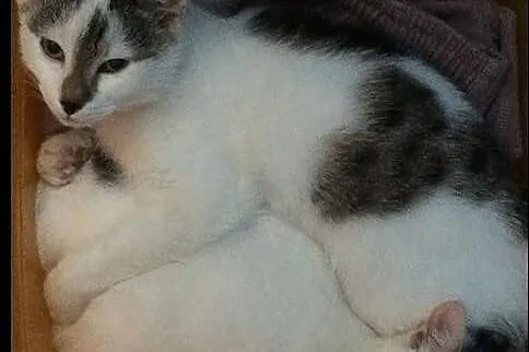 Neli i Meki - kto je pokocha?