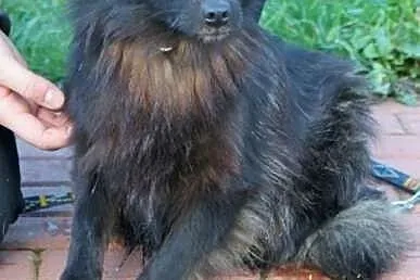 Uroczy KORALIK szuka domku, uratuj, pokochaj,  Kun