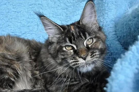 Mała księzniczka maine coon