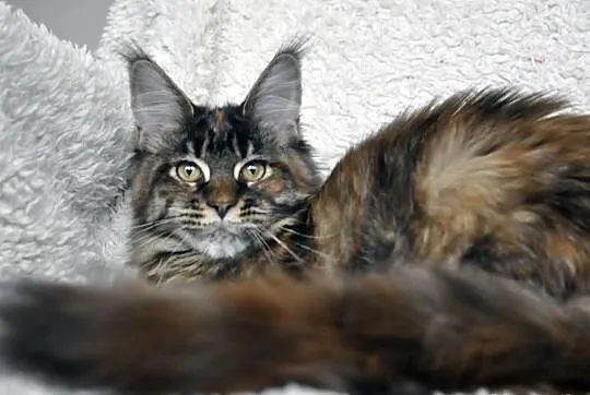 Mała księzniczka maine coon