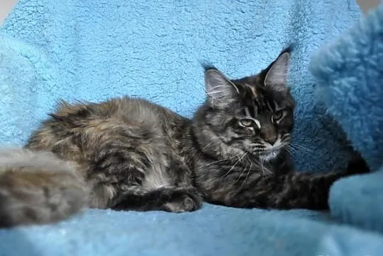 Mała księzniczka maine coon
