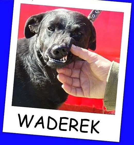 Pinczer WADER,przesympatyczny psiak,pieszczoch i p