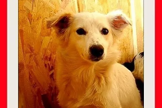 BIANKA, z domu tymczas. mała,wrażliwa suczka.ADOPCJA,  dolnośląskie Wrocław