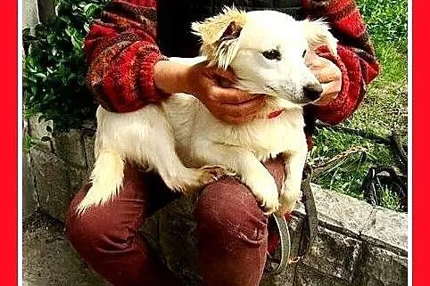BIANKA, z domu tymczas. mała,wrażliwa suczka.ADOPC