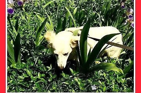 BIANKA, z domu tymczas. mała,wrażliwa suczka.ADOPC