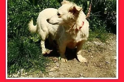BIANKA, z domu tymczas. mała,wrażliwa suczka.ADOPC