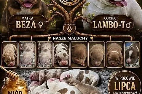 American Bully Pocket, Pomorskie, Gdańsk
