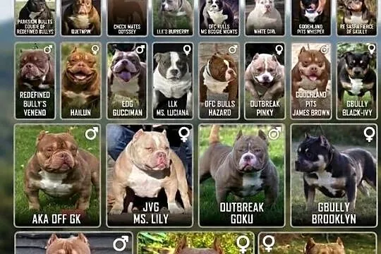 American Bully Pocket, Pomorskie, Gdańsk