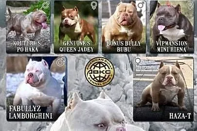 American Bully Pocket, Pomorskie, Gdańsk