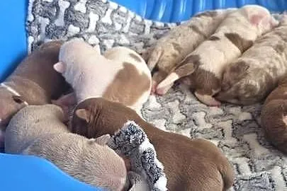 American Bully Pocket, Pomorskie, Gdańsk