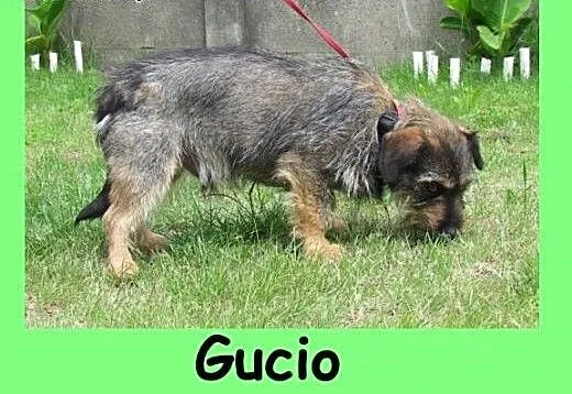 Gucio - szorstkowłosy jamnik mix do adopcji, doln