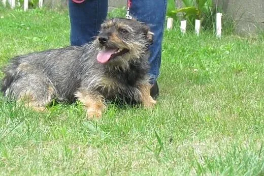Gucio - szorstkowłosy jamnik mix do adopcji,  doln