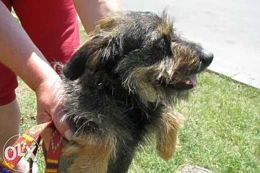 Gucio - szorstkowłosy jamnik mix do adopcji,  doln