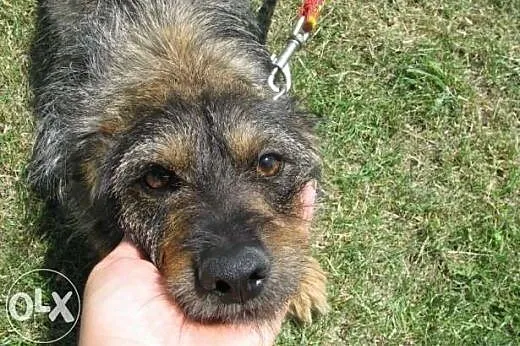 Gucio - szorstkowłosy jamnik mix do adopcji,  doln