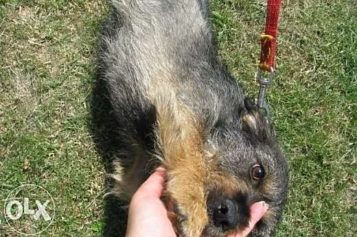 Gucio - szorstkowłosy jamnik mix do adopcji,  doln
