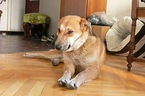 Piękna i młoda dama jakich mało to Johanka,  mazow