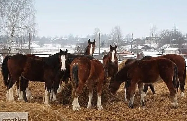 Ukraina.Pellety,brykiety drzewne, slonecznik,sloma,susz,otreby,sciolka, , Gorzów Wielkopolski