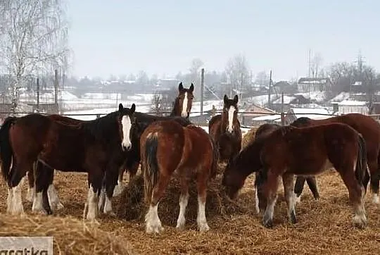 Ukraina.Pellety,brykiety drzewne, slonecznik,sloma,susz,otreby,sciolka, , Gorzów Wielkopolski
