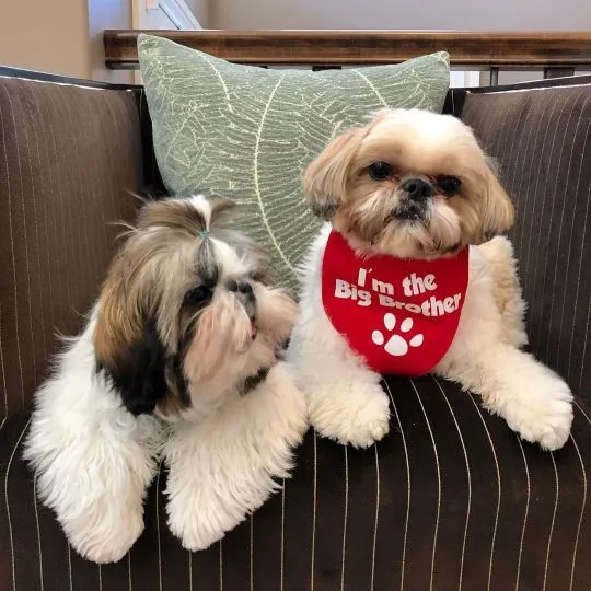 Szczeniak Shih Tzu, samiec i samica, do adopcji, bardzo wesoły i przyjacielski., , Inowrocław
