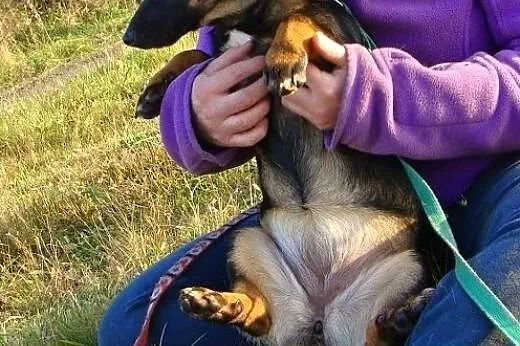 Kawka-młodziutka sunia wciąż nie ma swojego domu, 