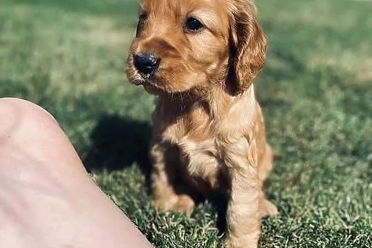 Suczka Cocker Spaniel