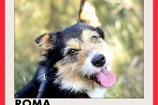 ROMA,średnia,łagodna,wesoła,towarzyska suczka.ADOPCJA,  dolnośląskie Wrocław