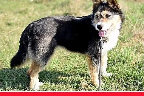 ROMA,średnia,łagodna,wesoła,towarzyska suczka.ADOP