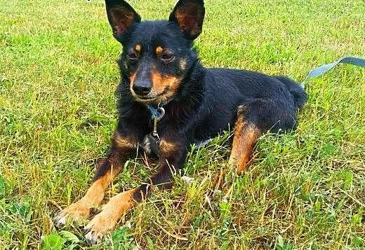 LALUŚ - mały, 9 kg cudowny psiaczek szuka domu, m