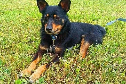 LALUŚ - mały, 9 kg cudowny psiaczek szuka domu,  m
