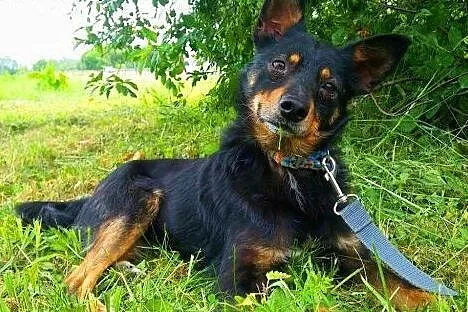 LALUŚ - mały, 9 kg cudowny psiaczek szuka domu,  m