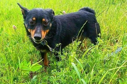 LALUŚ - mały, 9 kg cudowny psiaczek szuka domu,  m