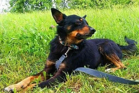 LALUŚ - mały, 9 kg cudowny psiaczek szuka domu,  m