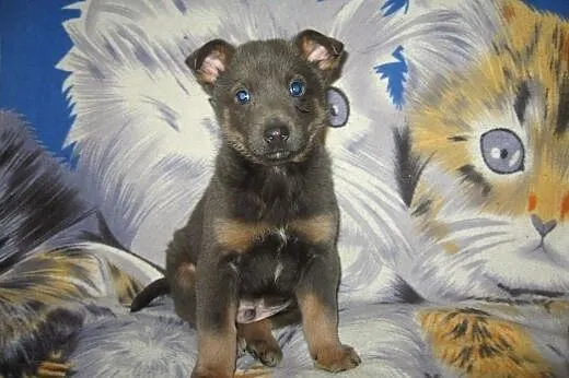 Maks o pięknym błękitnym umaszczeniu,10 tyg,adopcj