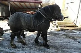 Konie Zimnokrwiste, Kakonin