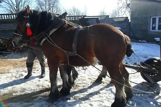 Konie Zimnokrwiste