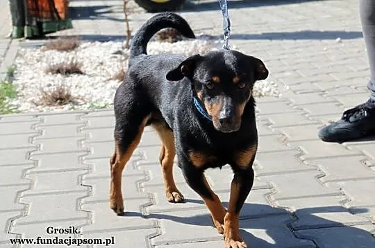 Grosik- mały psiak szuka domku, Mazowieckie, Nowy Dwór Mazowiecki