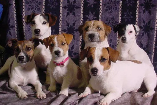 Dostępne są przepiękne szczenięta rasy Jack Russell Terrier – w wieku kilku tygodni., Podkarpackie, Mielec