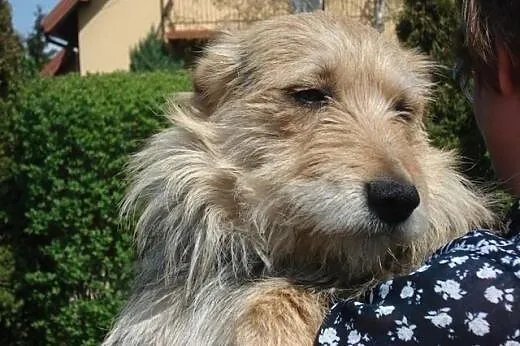 RUDZIK spokojny, nieduzy, uroczy piesek szuka domu