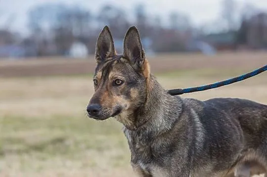 Kochający ludzi Radar, bezkonfliktowy pies o hipno
