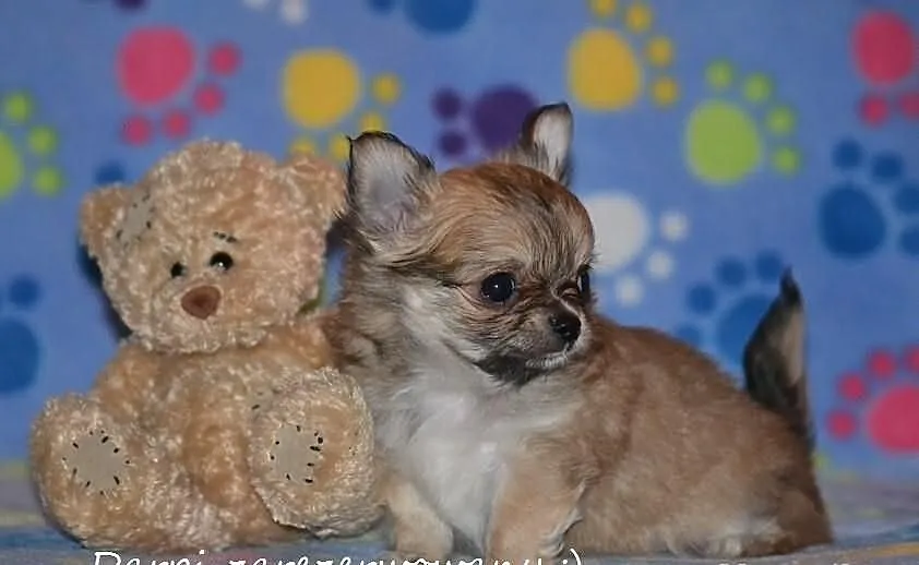 Chihuahua z rodowodem FCI