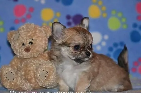 Chihuahua z rodowodem FCI