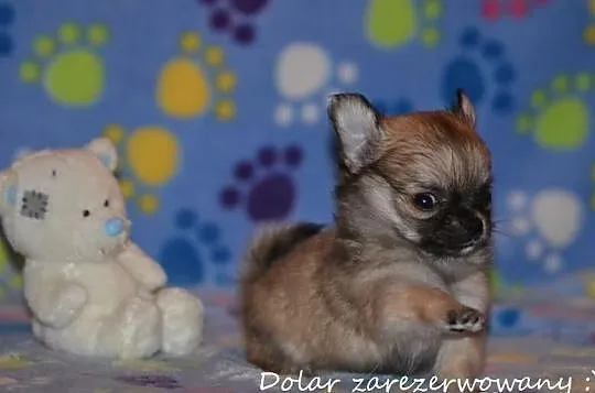 Chihuahua z rodowodem FCI